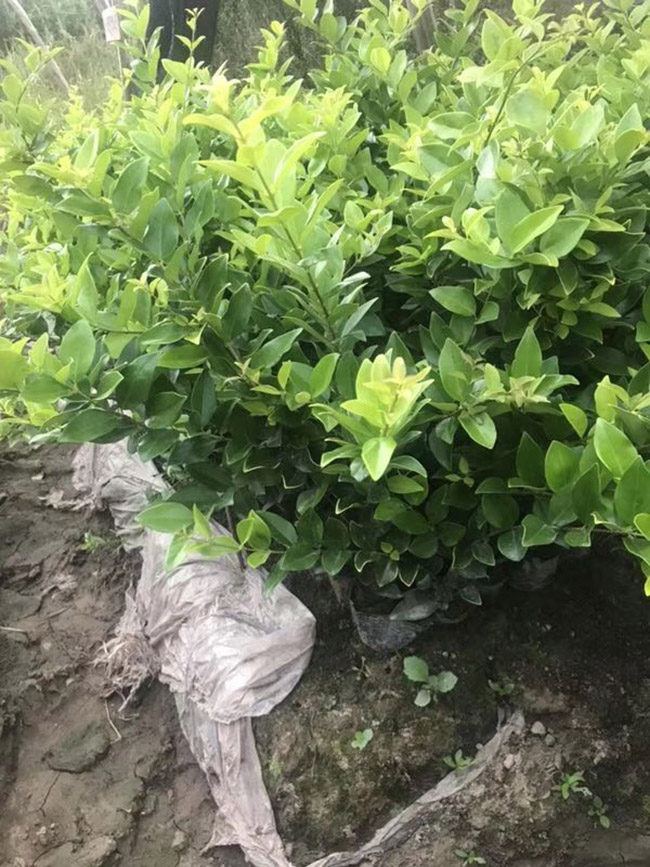 金森女貞 金森女貞