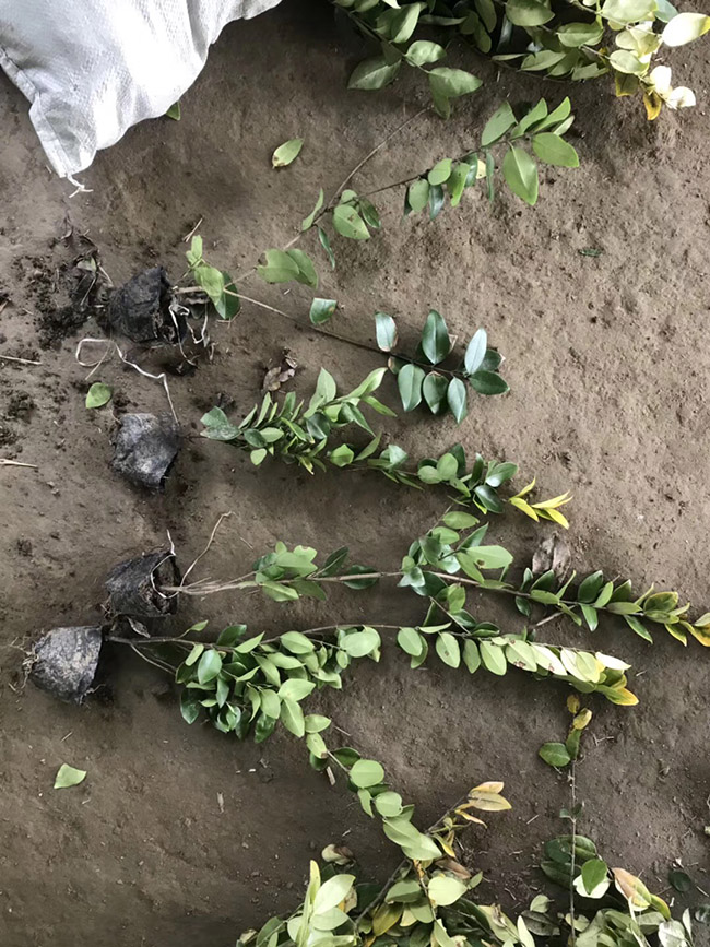 金森女貞 金森女貞