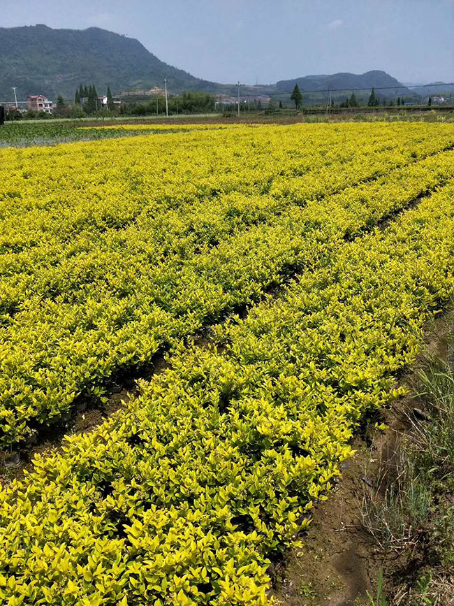 金森女貞 金森女貞