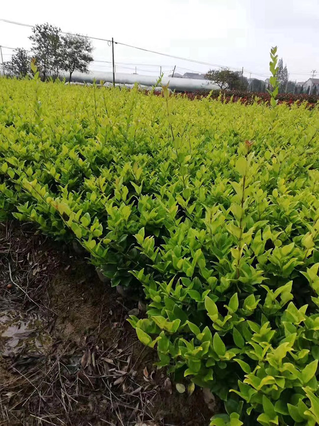 金森女貞 金森女貞
