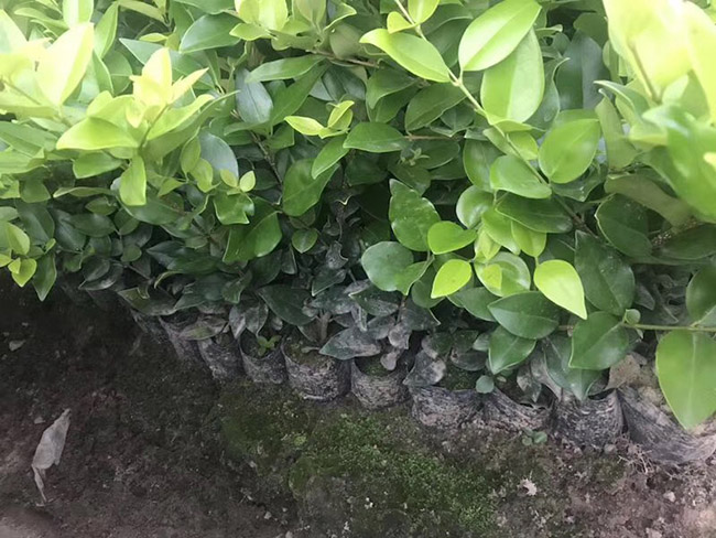 金森女貞 金森女貞