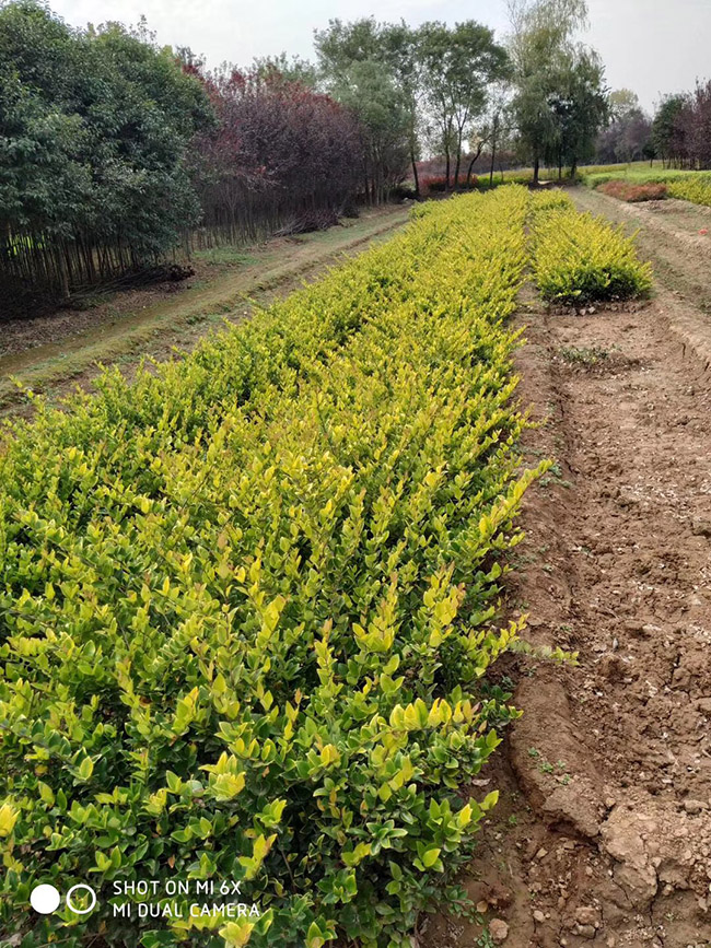 金森女貞 金森女貞
