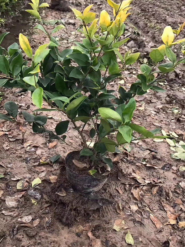 金森女貞 金森女貞