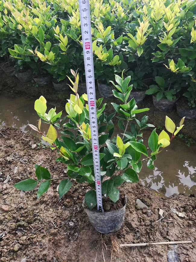 金森女貞 金森女貞