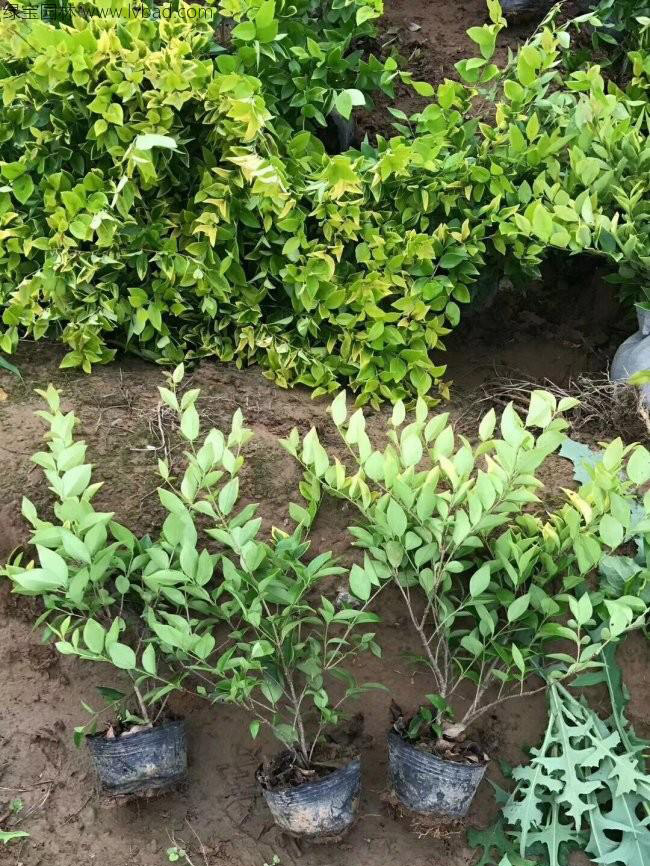 金森女貞 金森女貞