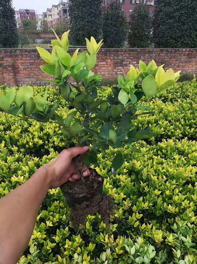 金森女貞 金森女貞