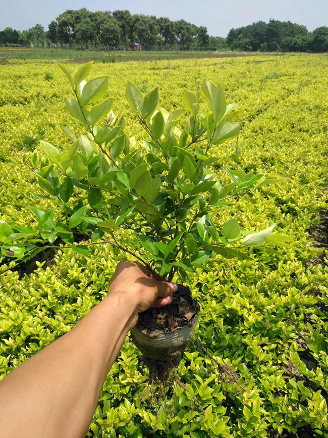 金森女貞 金森女貞