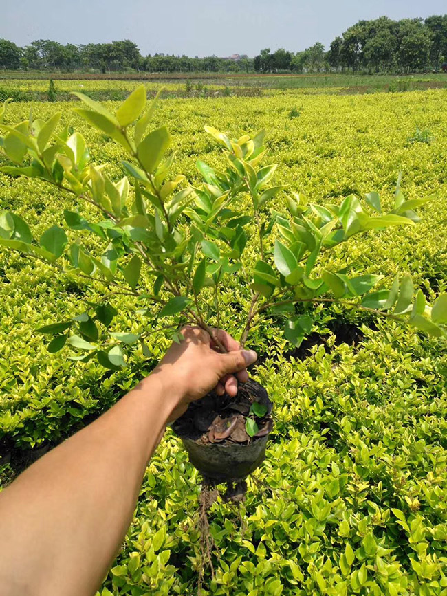 金森女貞 金森女貞