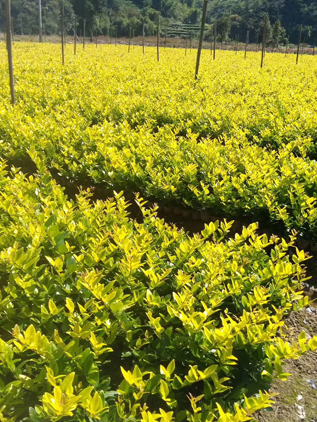 金森女貞 金森女貞