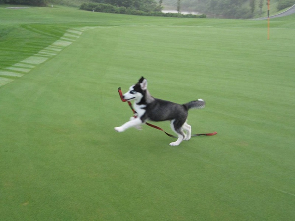 1647236746201265.jpg 狗牙根種子3.jpg