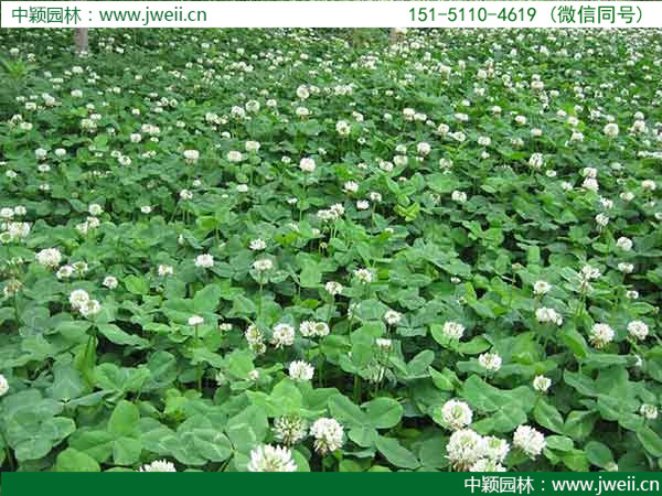 1647665452203495.jpg 白三葉草8.jpg