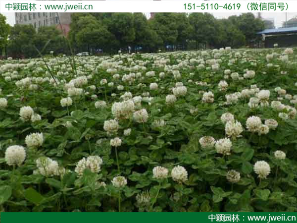 1647665469409556.jpg 白三葉草9.jpg