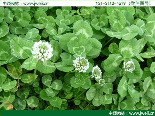 1647665479544388.jpg 白三葉草4.jpg