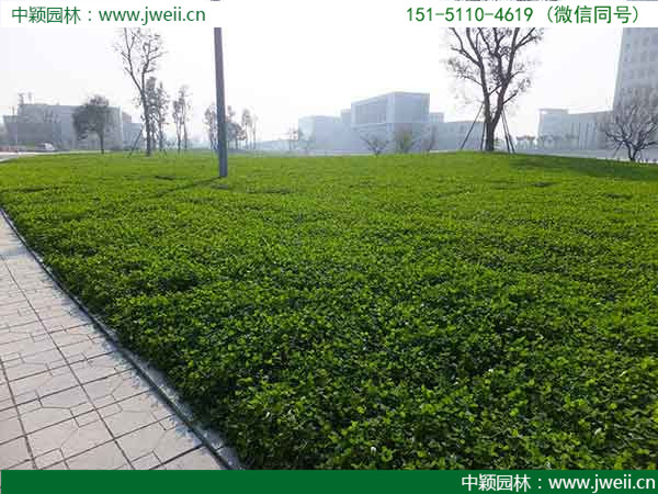 1647665495596278.jpg 白三葉草13.jpg