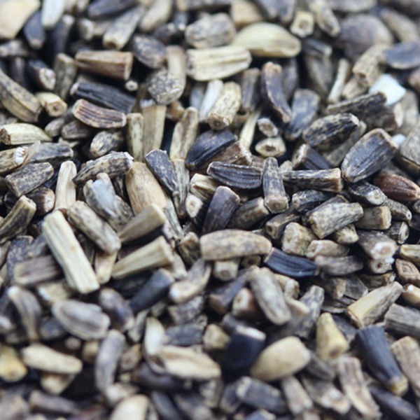 1647674179577608.jpg 菊苣種子600.jpg