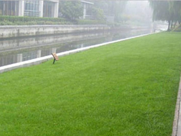 1647774674726170.jpg 早熟禾29_副本.jpg