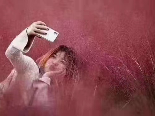 粉黛亂子草4.jpg