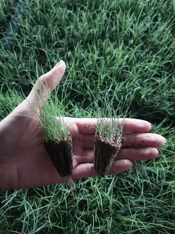 粉黛亂子草1.jpg