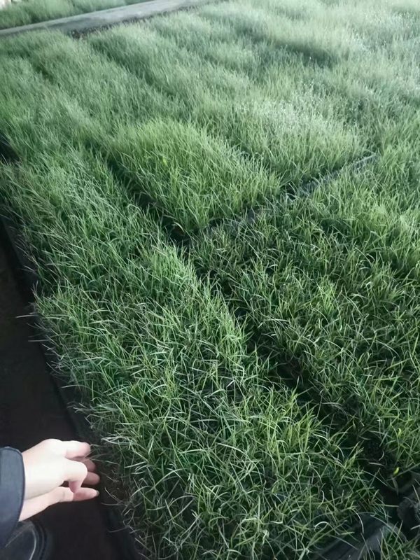 粉黛亂子草2.jpg