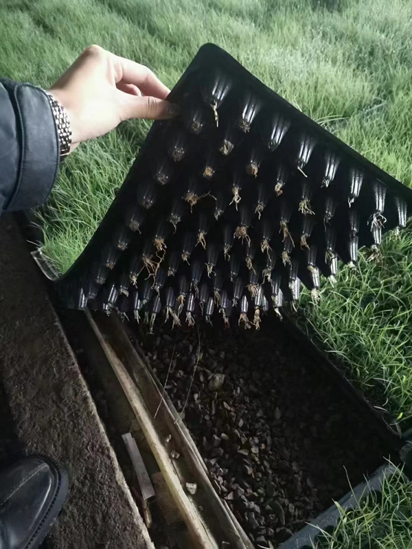 粉黛亂子草3.jpg