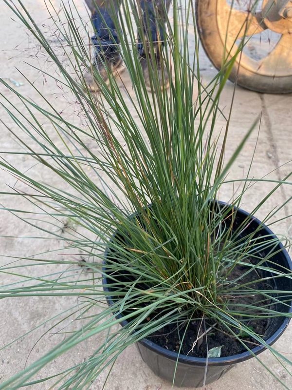粉黛亂子草.jpg