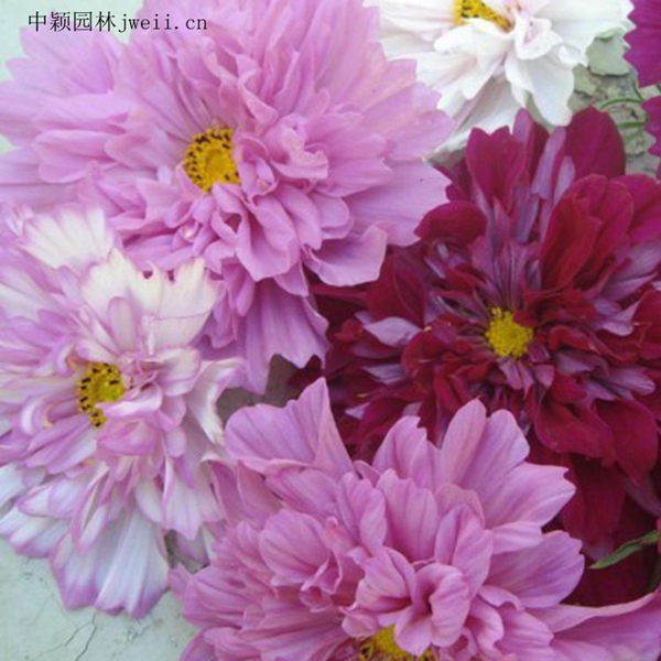 1648035754933672.jpg 格桑花9_副本_副本.jpg