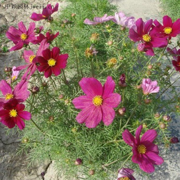 1648035964411861.jpg 格桑花12_副本.jpg