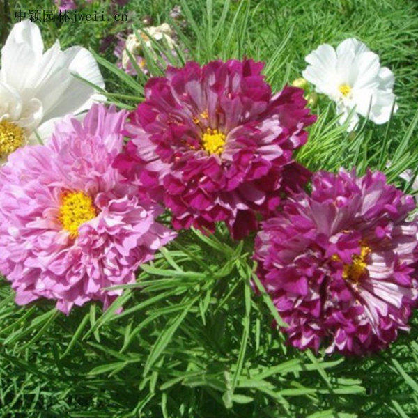 1648036867979825.jpg 格桑花11_副本.jpg