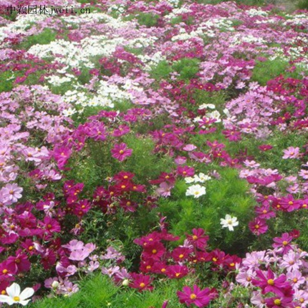 1648036890745371.jpg 格桑花14_副本.jpg