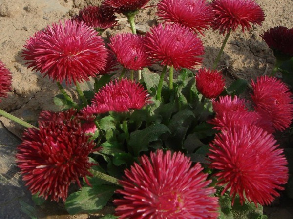 1648100230815360.jpg 雛菊.jpg