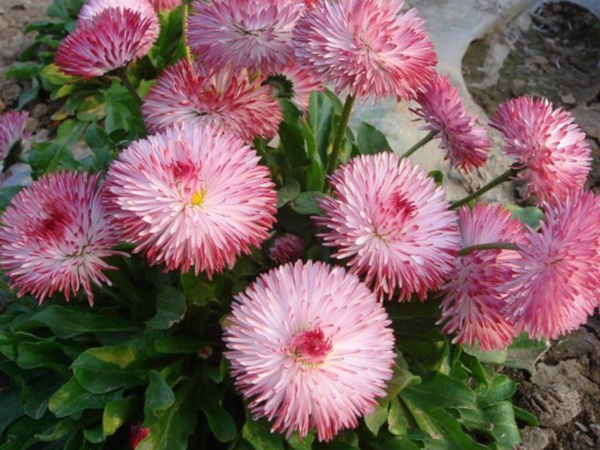 1648100242204325.jpg 雛菊5.jpg