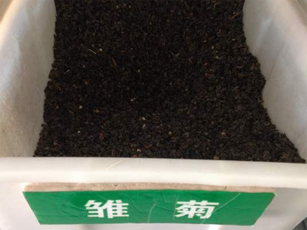 1648101424931376.jpg 雛菊種子.jpg