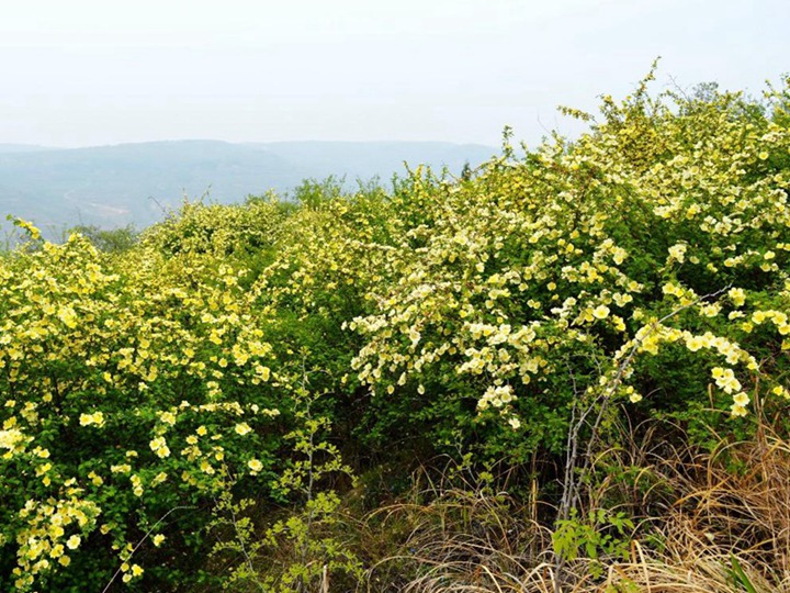 1648109849198675.jpg 6.jpg