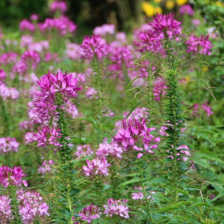 1648214276537541.jpg 醉蝶花4.jpg