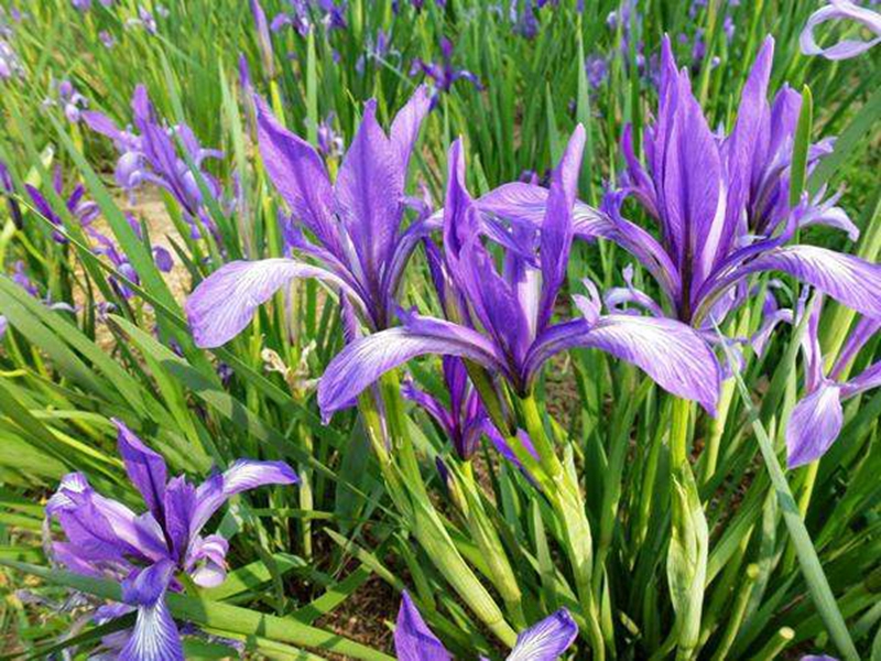 1648214360133015.jpg 馬蓮6.jpg