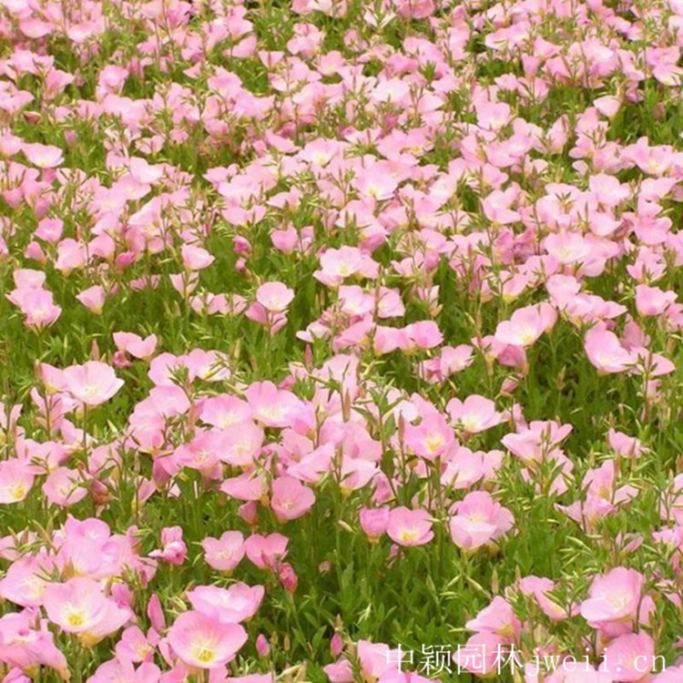 1648214396746433.jpg 美麗月莧草4_副本.jpg