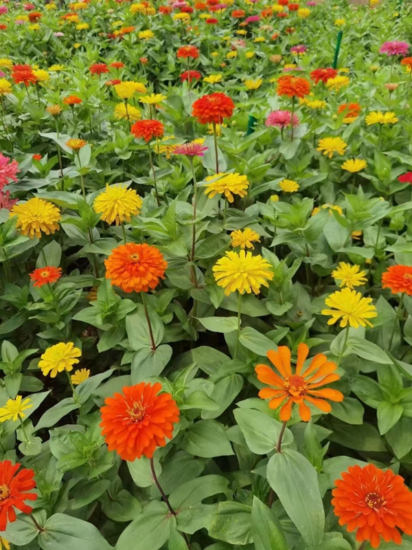 1648215525887373.jpg 野花組合2.jpg