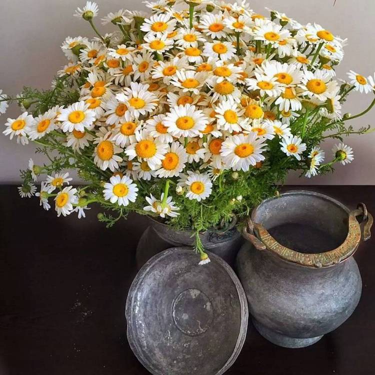 雛菊6.jpg
