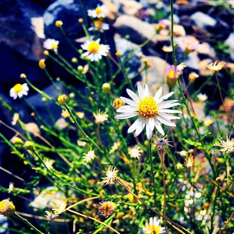 雛菊3.jpg