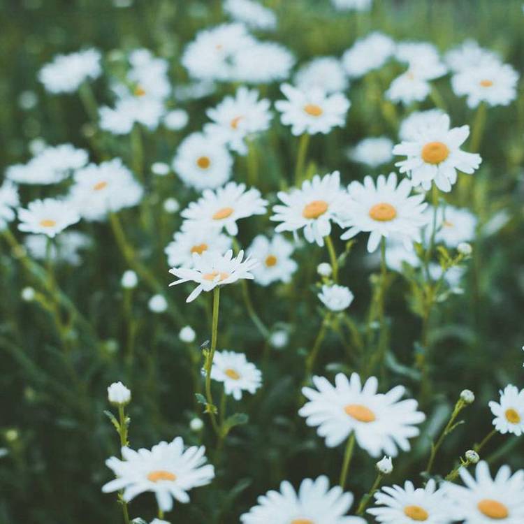 雛菊2.jpg
