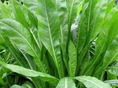 菊苣種子播種前注意事項