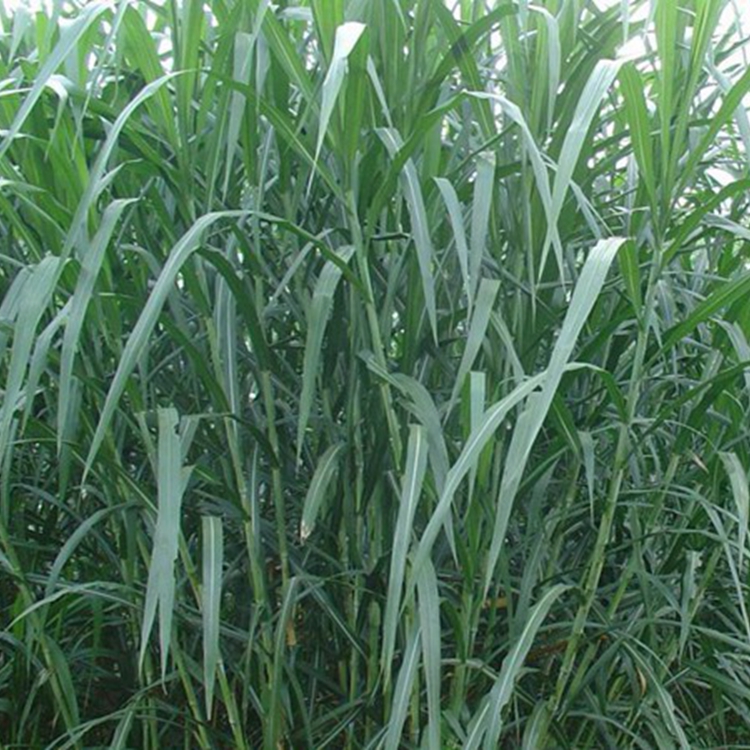 皇竹草_副本.jpg