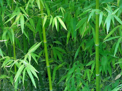 東北三省有竹子嗎？