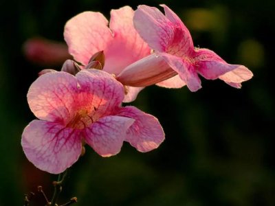 凌霄花喜歡陽光嗎？