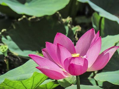 新疆能種荷花嗎？
