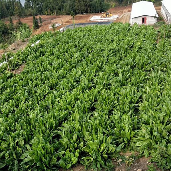 1649153517972937.jpg IMG_8953(20200413-153211)_副本.jpg