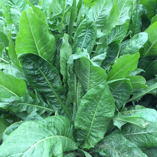 1649153566940372.jpg IMG_8927(20200317-082901)_副本.jpg