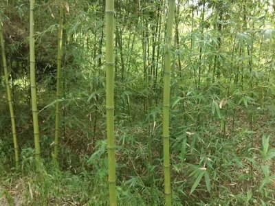 竹子6月能移活嗎？