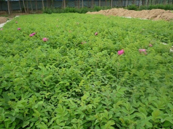 玫瑰花6.jpg