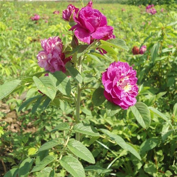 玫瑰花3.jpg